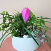 A mix of plants, potted in a white ceramic vase.