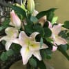 Elegant tall vase of long stem Oriental lilies, a lasting gift to