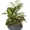 Mixed green houseplants in a round gray planter