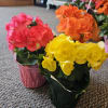 Three potted flowering plants with bright pink, orange, and yellow blooms