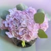 This arrangement has hydrangeas and silver dollar eucalyptus in a 6 inch