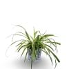 This spider plant comes in a spring-themed container, great for a desk