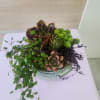 Succulent garden with trailing vines arranged in a round ceramic pot.