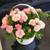 Pink rose plant in a white basket with handle on a black table