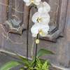 White orchid plant in a white bowl planter
