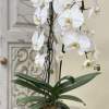 White orchid plant in a white bowl-shaped pot