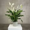 Potted peace lily with white blooms in a light gray container