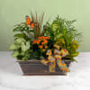 The Monarch Meadow Dish Garden is a cheerful, garden-style dish garden arranged