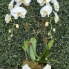 A double stem white Phalaenopsis orchid in white ceramic container with moss