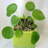 Potted plant with round green leaves in a lime-green square pot
