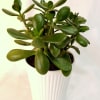 Potted jade plant in a white ribbed planter