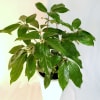 Potted green houseplant with glossy leaves in a white planter