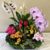 Mixed orchid and tulip arrangement in a basket with ivy and moss