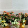 A 6" kalanchoe wrapped with a lemon bow.