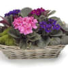 A Basket of African Violet  typically refers to a collection of