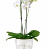 Bring timeless elegance into any space with our Pure Elegance White Orchid.