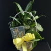 Basket of green houseplants with a yellow ribbon and retirement sign