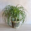 A fun and easy care green plant. Measures about 24&rdquo; tall and
