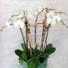 White orchids in a teal pot with bamboo stakes
