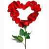 Red rose petals arranged in a heart shape on a white background