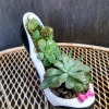 Succulent arrangement in a high-heeled shoe planter with a pink bow