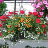 This is the prime time of year for these beautiful large hanging