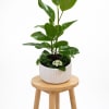 Potted green plant in a white ribbed ceramic pot on a wooden stool