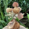 Arrangement of dried pincushion-like flowers in a wooden vase