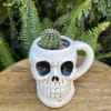 Small cactus in a white skull-shaped mug planter