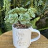 Succulent plant in a white mug with text on the front