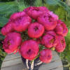 Bouquet of bright pink peonies in a dark vase
