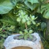 Potted succulent in a driftwood-style planter with pebbles
