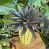 Live succulent 