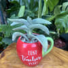 Live succulent 