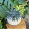 Live succulent 