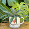 Live succulent 
