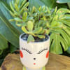 Live succulent 