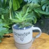 A living succulent selected and grown to complement a mug about 4