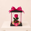 A real Ecuadorian rose , preserved to stay fresh and beautiful for