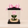 A real Ecuadorian rose, professionally preserved to remain fresh and beautiful for