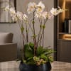Tall white phalaenopsis orchids arch gracefully above a low, rounded bowl for