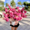 Bright hot-pink roses crowd the center of this Miami Nights District flower
