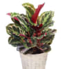 Potted tropical plant with variegated green and pink leaves in a woven basket