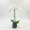 Embrace elegance and tranquility with our White Phalaenopsis Orchid Plant. A symbol