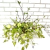 Green floral arrangement with apples in a low container