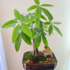 Send family and friends the symbol of fortune and wealth with the
