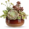 Teleflora's Rustic Succulent Garden brings a serene, sculptural beauty to fall, with