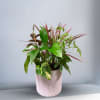 Pathos, Rubber, Dwarf Umbrella and Dragon Tree in a ceramic pot.