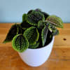 This plant only needs watering when the top two inches of soil