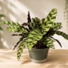 A striking tropical houseplant known for its long, wavy green leaves decorated
